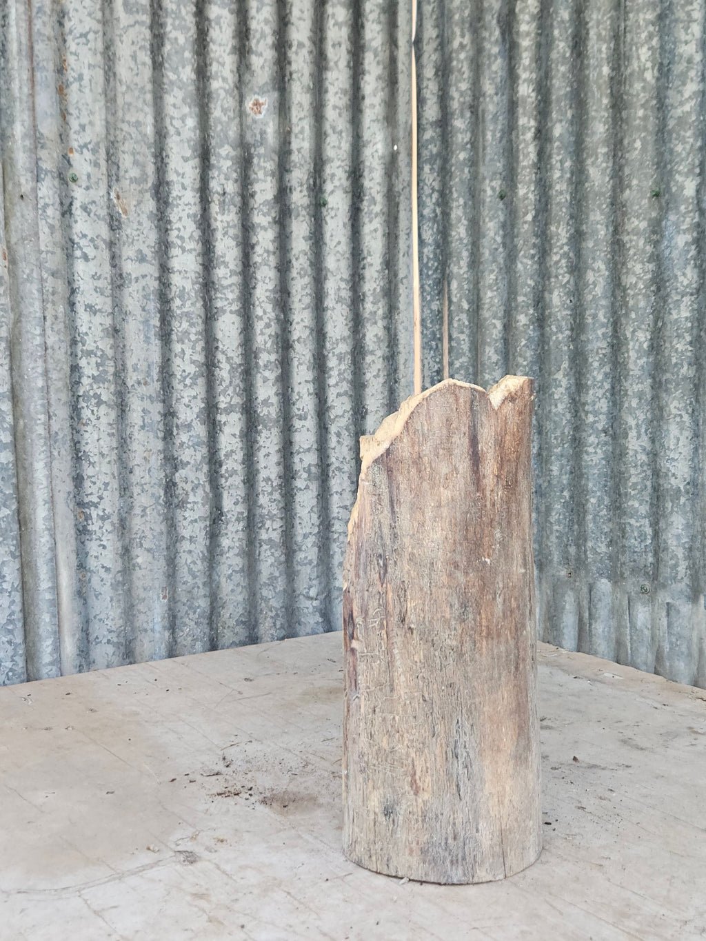 Bear in a Log