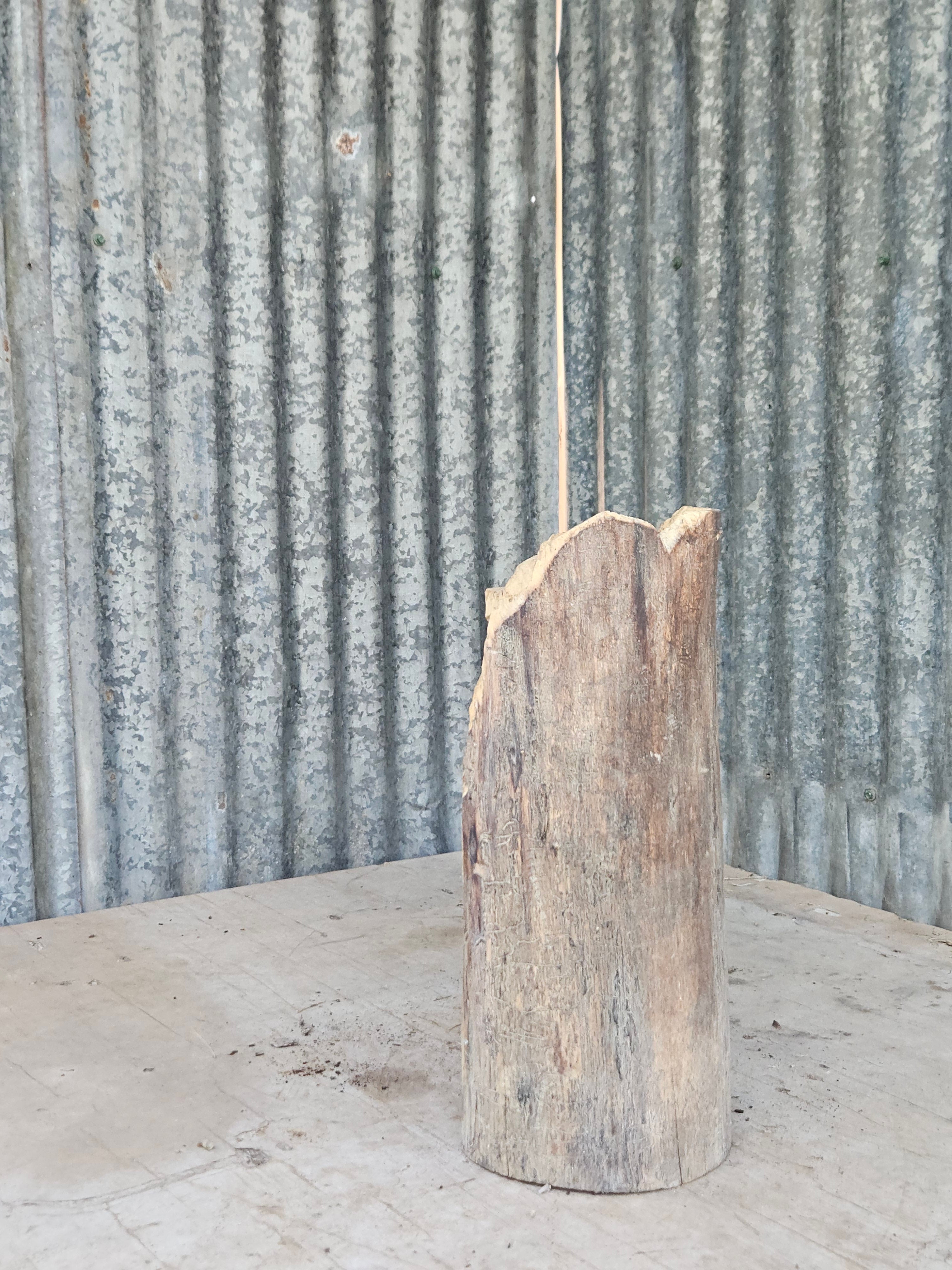 Bear in a Log