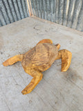 Sea Turtle