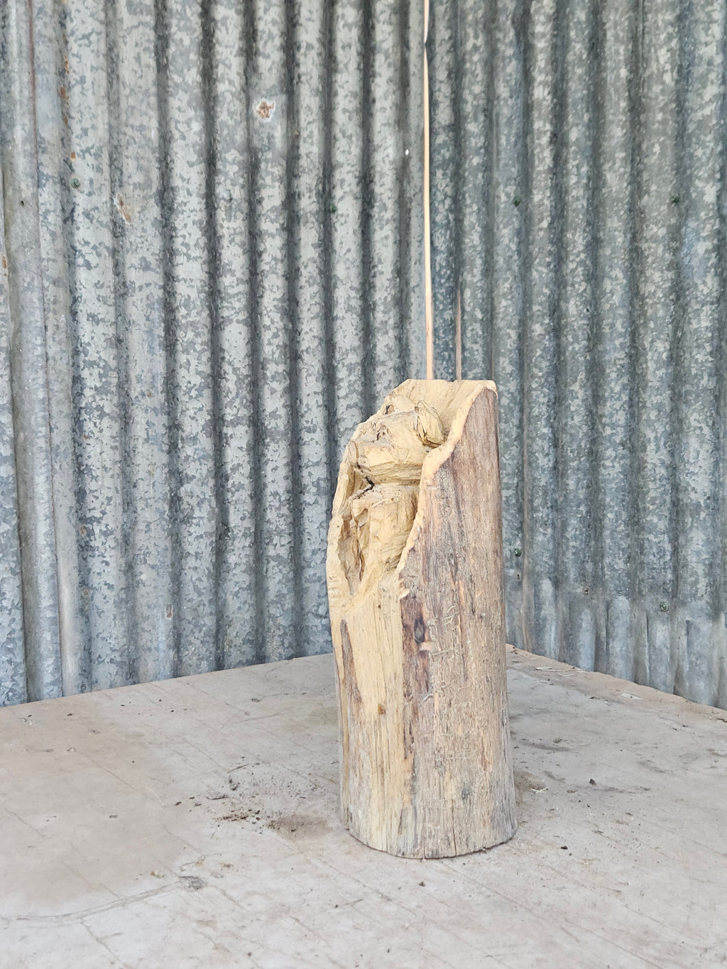 Bear in a Log