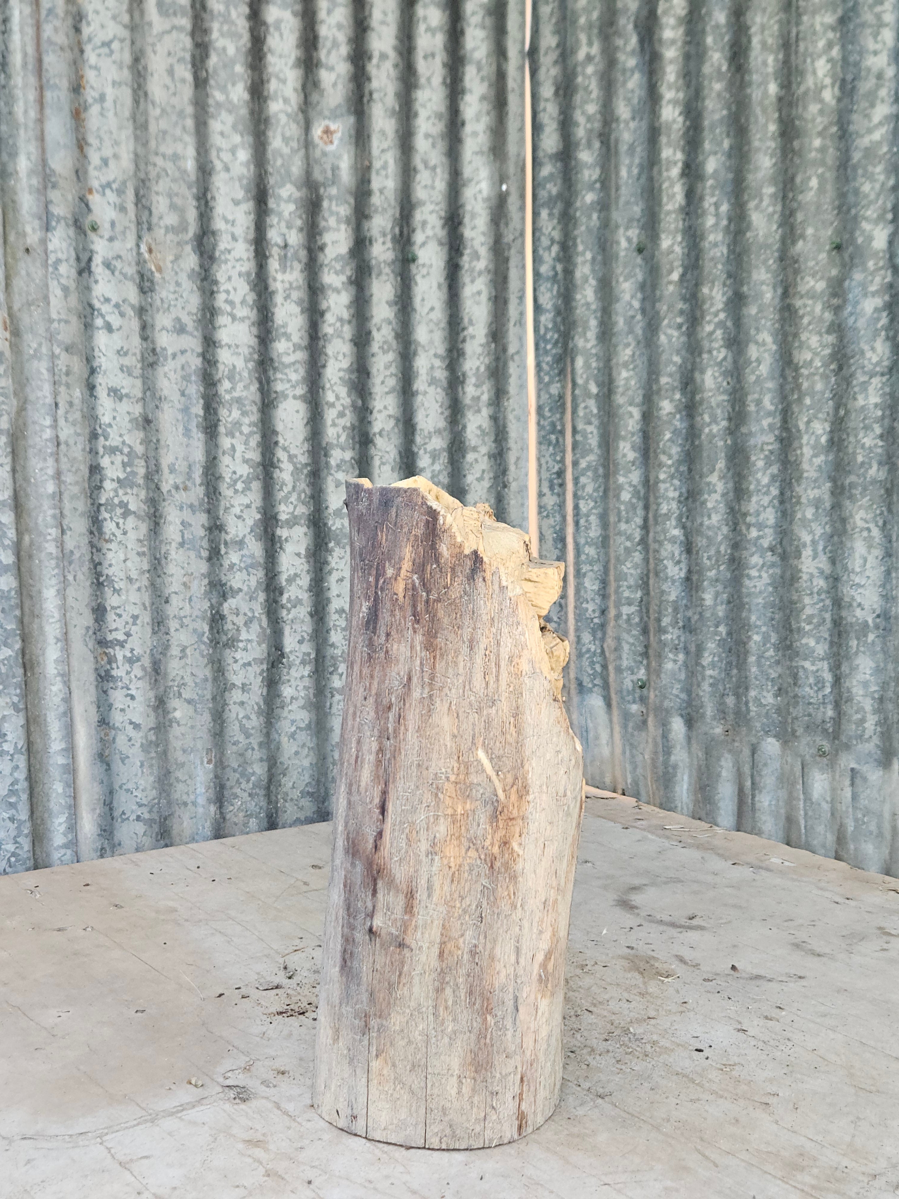 Bear in a Log