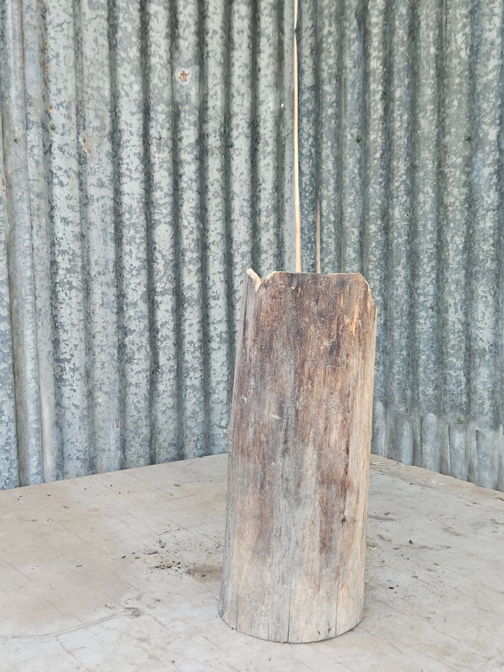 Bear in a Log