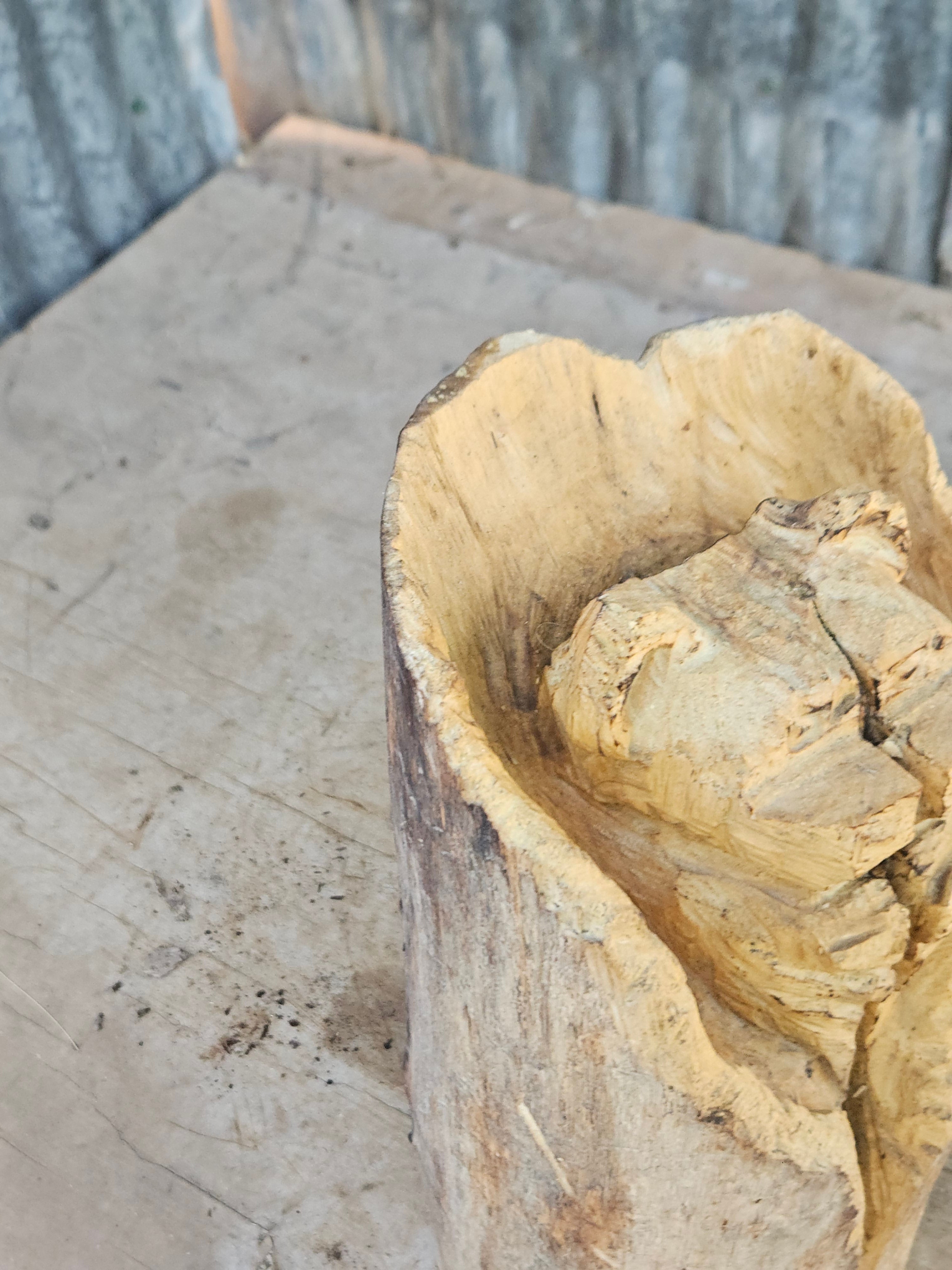 Bear in a Log