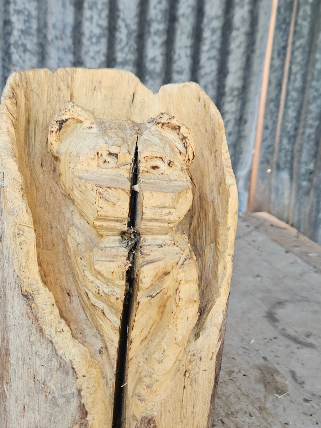 Bear in a Log