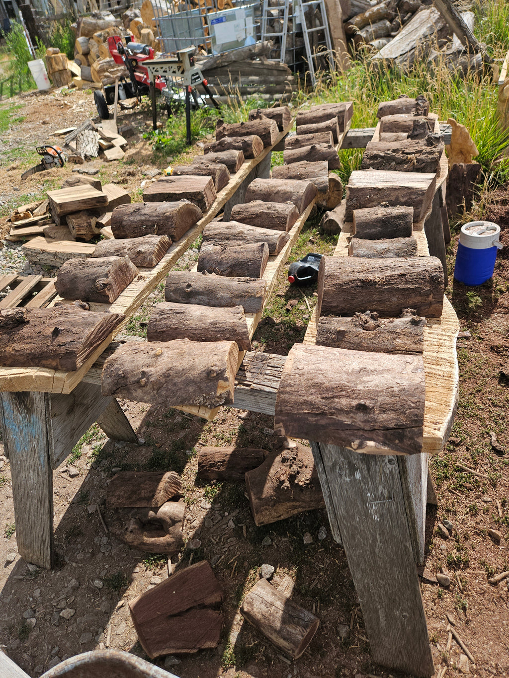 Black Walnut Half Rounds